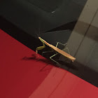 Praying Mantis