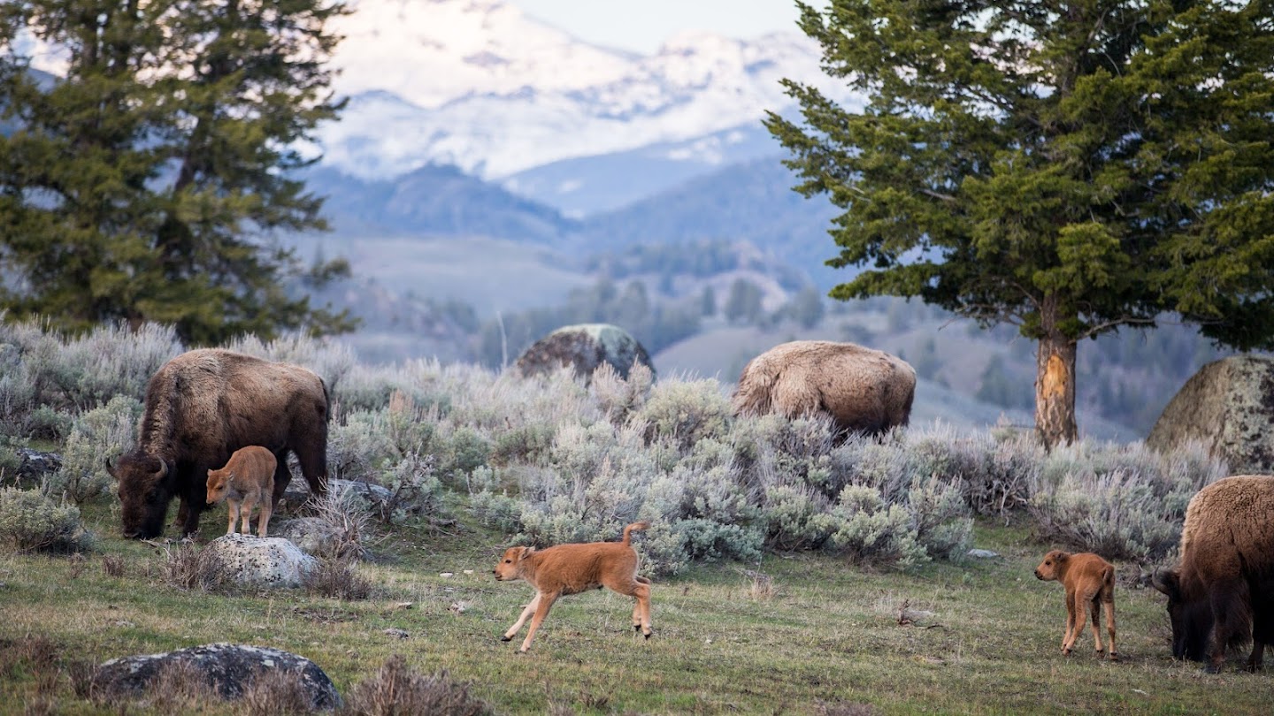 Yellowstone Live