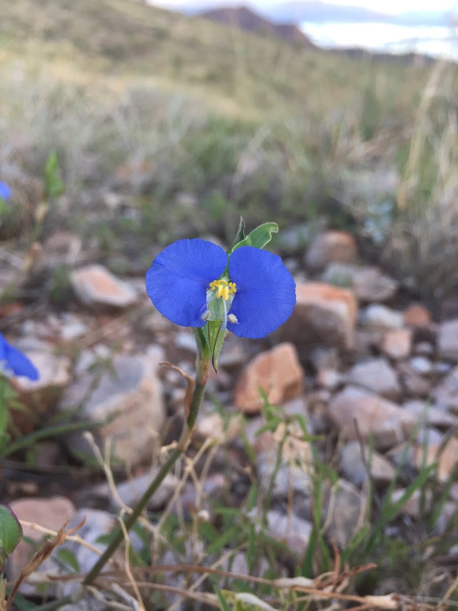 Slender Dayflower