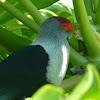 Seychelles Blue-pigeon