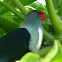 Seychelles Blue-pigeon