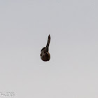 Sardinian Warbler; Curruca Cabicinegra