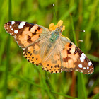 Painted Lady