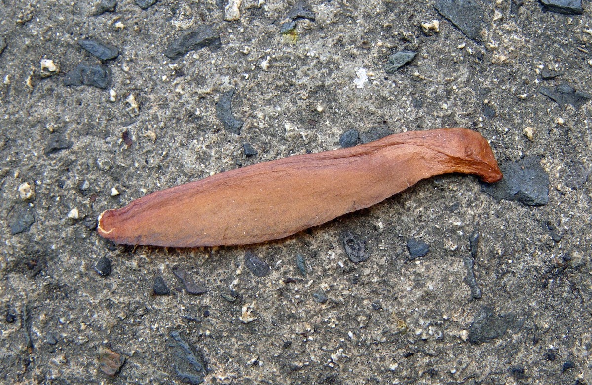 seed from Mahogany tree