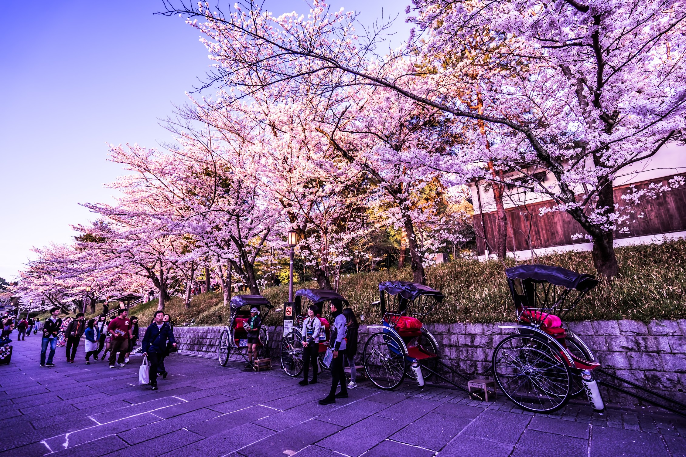 Kyoto Cherry Blossoms Nene Road2