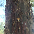 Argiope lobata