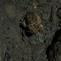 Fowler's toad