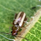 Palestriped Flea Beetle