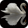 Swan Video Live Wallpaper icon