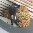 House martin