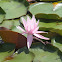 Lotus flower