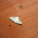 Crambid Moth