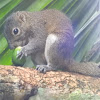 Irrawaddy squirrel. (কেৰ্কেটুৱা)