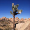 Joshua Tree