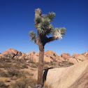 Joshua Tree