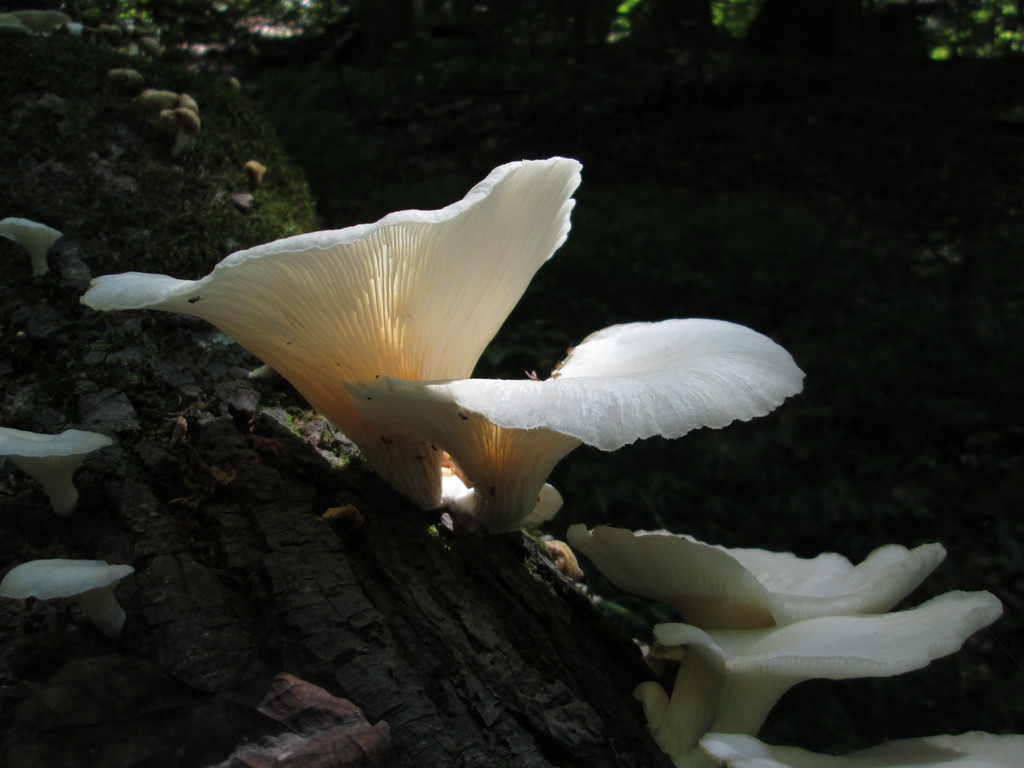 Veiled Oyster