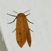 Isabella tiger moth