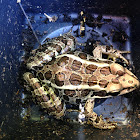 Pickerel Frog