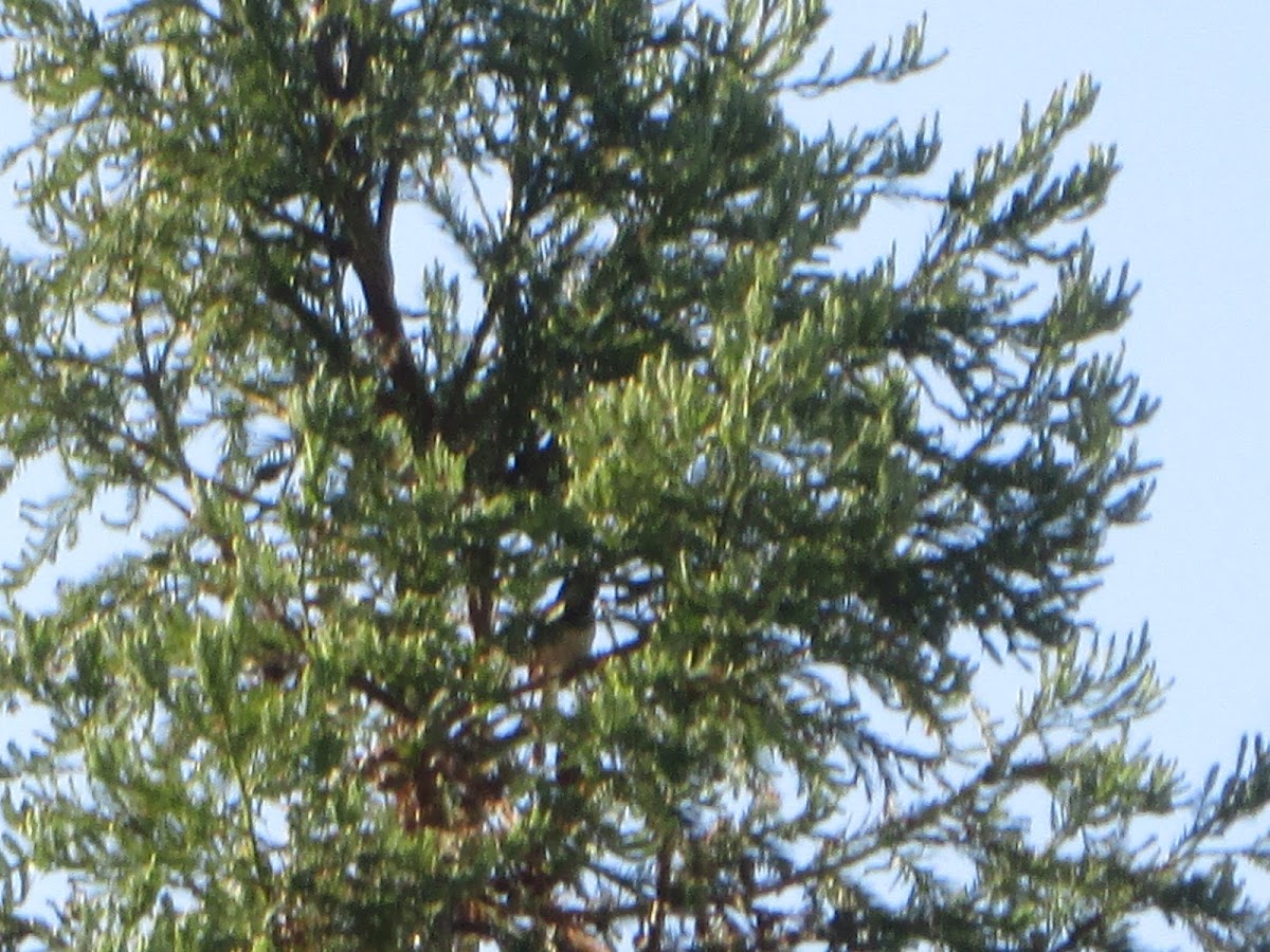 Dark-eyed junco (Slate Colored)