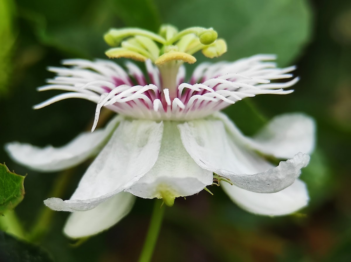 Stinking Passion flower