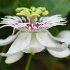 Stinking Passion flower