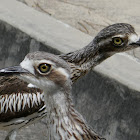 Bush Stone-curlew (pair)