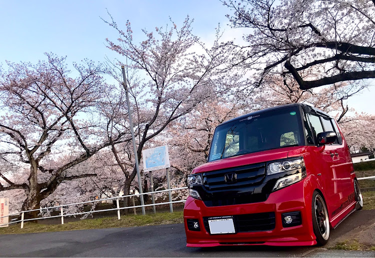 Nボックスカスタムの桜と愛車・いつもイイネ&コメントありがとうございます🙇‍♂️・2021桜とコラボ・半顔と桜・ツレは不味いというが僕はマクド好きに関するカスタム事例の投稿画像2枚目