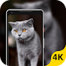 Cats Wallpaper icon