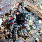 Bold Jumping Spider(Juvenile)