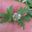 Carolina geranium