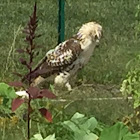 Red-tailed Hawk