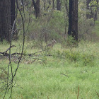 Eastern grey kangaroo