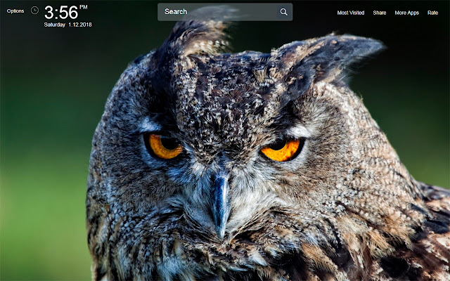 Owl Wallpapers Theme New Tab