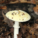 Funnel-veil Amanita