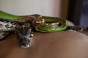 A member of staff demonstrates a massage using pythons