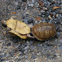 Three-toed Box Turtle