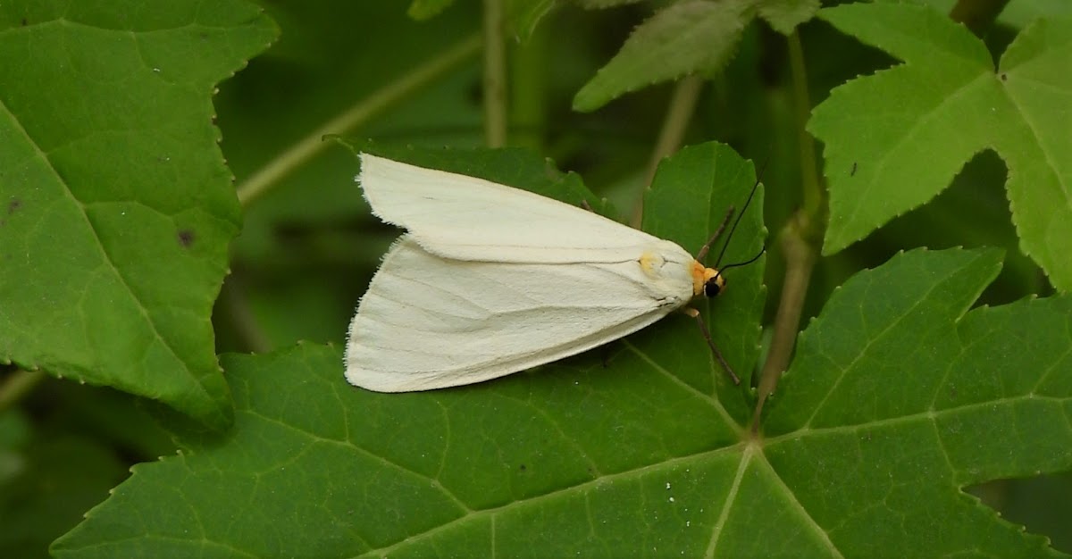 Delicate cycnia