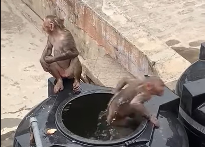 A screenshot from a video which falsely claimed that monkeys were swimming in fresh water tankers at Jubilee Hospital in Hammanskraal.