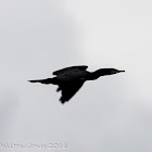 Cormorant