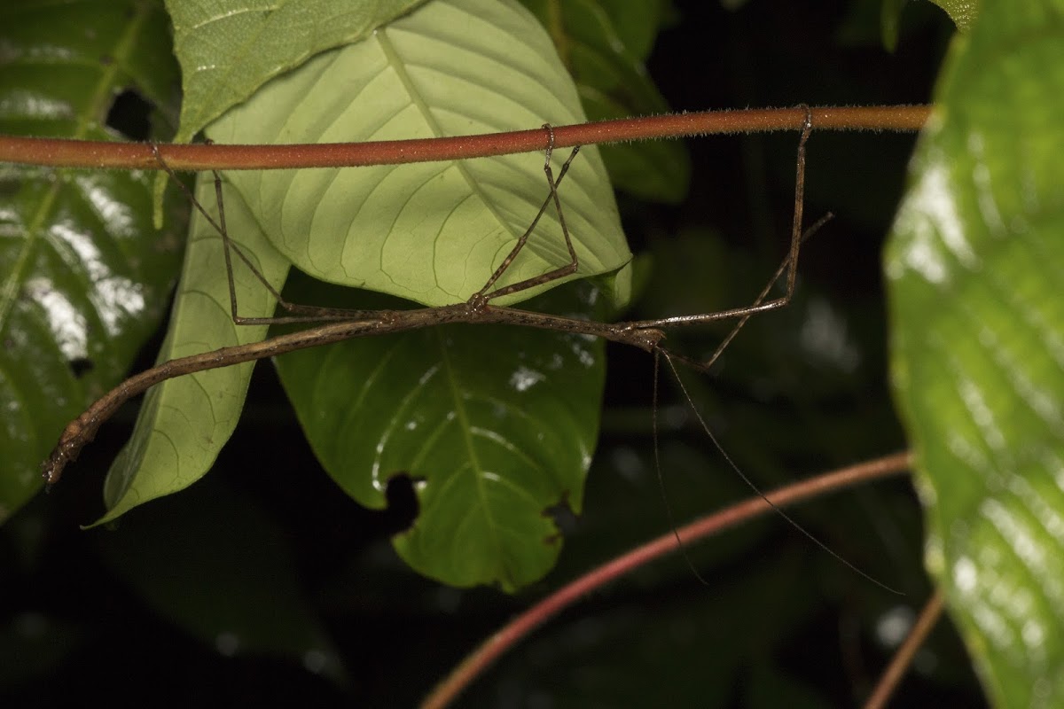 Stick Insect