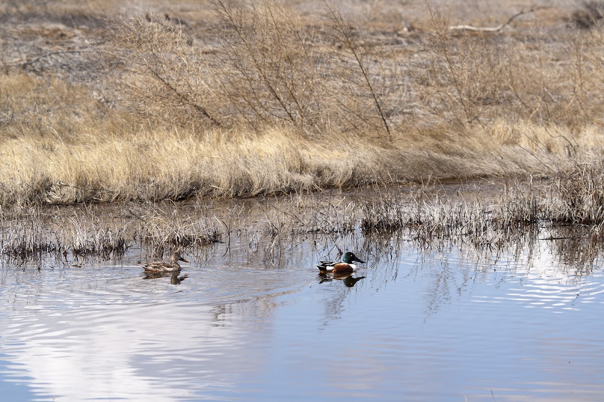 Northern Shoveler