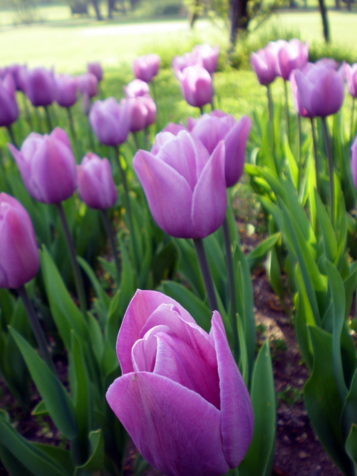 Purple tulips di Alessandra Savi