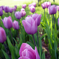 Purple tulips di 