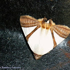 Eulepidotis rectimargo Moth