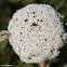 Wild Carrot