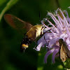 Snowberry Clearwing