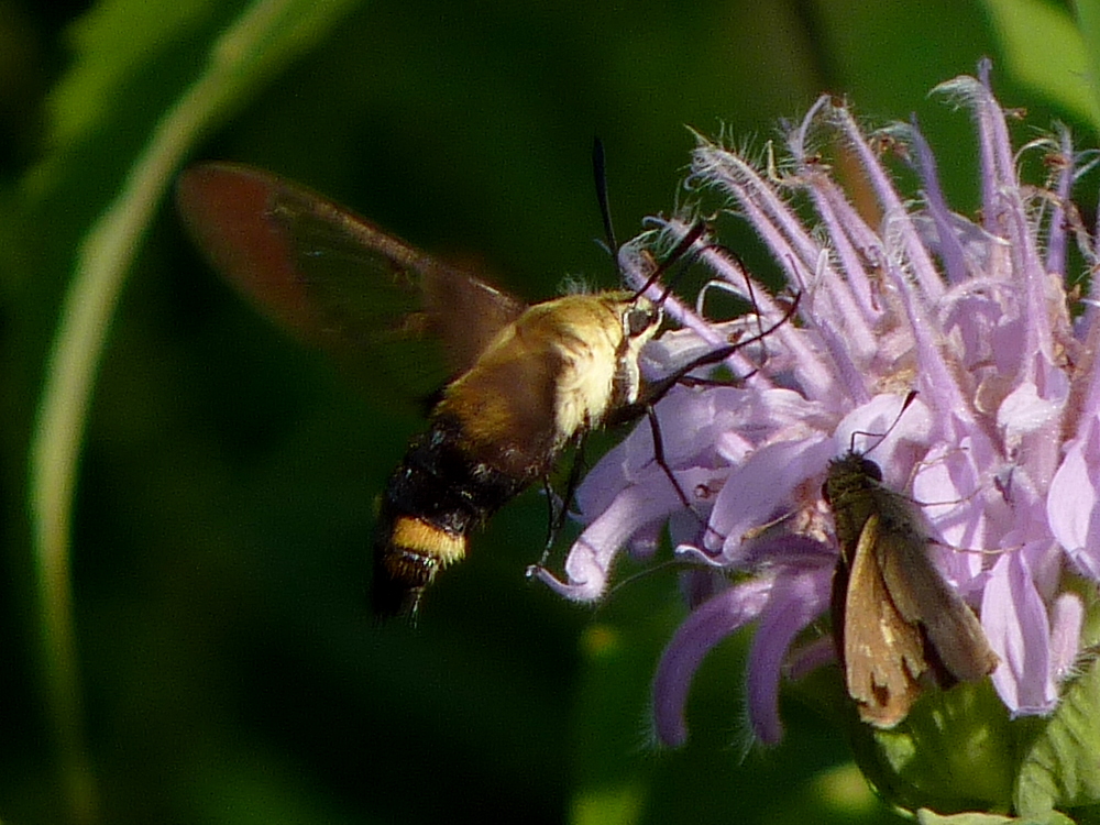 Snowberry Clearwing