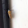 Ailanthus Webworm