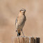 Wheatear