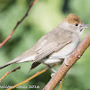 Blackcap; Curruca Capirotada